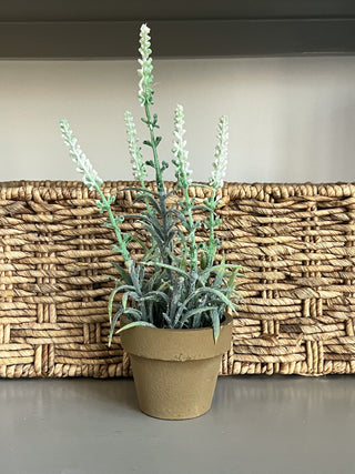 White Flowering Sage Potted Plant Everyday Decor