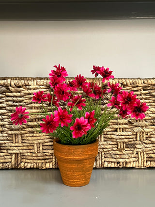 Potted Star Daisy Pink Plant Everyday Decor